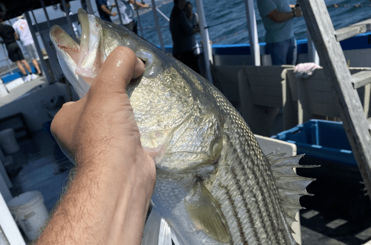 Seastriker Charters